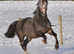 Smokey Black welsh cob mare