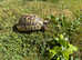 Garden Adult Male Hermanns Tortoise