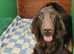 Kennel Club registered