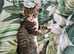 Three Stunning kittens, Part-Egyptian Mau Tabby Kittens for Sale