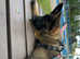 11 week old female german sheperd