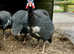 Guinea fowl hatching eggs