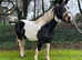 Traditional Irish maxicob mare 16.2h 7yo 2017 in f9al to fabulous heavy cob stallion