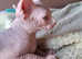 Only 2 left Sphynx kittens