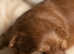 Pedigree Health Tested puppies