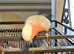 2 galah cockatoo