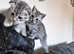 Gorgeous Scottish Fold Kittens