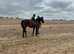 Princess Lypsa, Quarter horse cross. 13'2/ 13'3 hands.