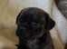 Gorgeous jug puppies ready to leave 17/5/25