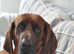 Redbone Coonhound Pups - Very Rare in the UK. Due 15th Sept