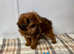 Beautiful friendly Jackapoo puppies