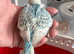 Hand Tame Female Budgie Ready April