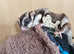 Bonded very tame Sugar glider pair