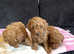 Fox Red Miniature Poodle Puppies