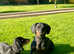 Gorgeous Pedigree mini / midi Dachshunds - Lancashire - available from 29th April