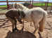 Child's dream 1st Pony