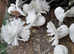 PURE WHITE FANTAIL PIGEONS / DOVES
