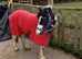 BAY & WHITE GELDING  2 YRS OLD