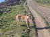 8 month old male lurcher cross shepherd