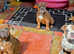 Olde English Bulldog X3 female pups