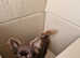 Russian longhair chihuahua