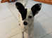 Jack Russell x chihuahua