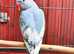 Gorgeous and rare baby pied blue Indian ringnick
