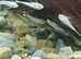 L144 lemon blue eyed pleco fry 2-3cm