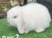 Beautiful Mini lops
