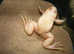 Pair Of Albino African Clawed Frogs.