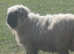 Valise black noes ewes