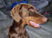 10 month old brown tan doberman
