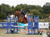 Romanno Mercia (Macy) 9yo 16.1h Oldenburg Mare