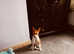 Beautiful basenji girl. Onset of illness forces sad sale