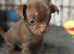 2 Registered KC Chihuahua boys still available *Ready now*