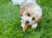 Boy cavachons