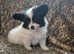 Papillion puppies