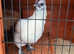 Beautiful Silkie Hen