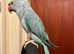Stunning baby blue Indian ringnick parrot
