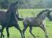 TB Black Broodmare