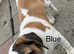 KC registered Saint Bernard puppies for sale