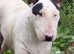 English bull Terriers, last chunky black and white male left