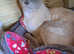 Stud Cat Tonkinese