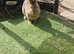 4 month old conti/ papillon Agouti doe