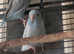 2 parrolets rehoming (no cage)