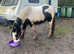 12.2hh rising 2 year old cob gelding for sale