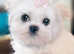 KC Registered Maltese Puppies