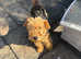Welsh Terrier