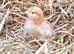 Female chicks / chicken / hens