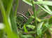 Pair of long tailed lizards